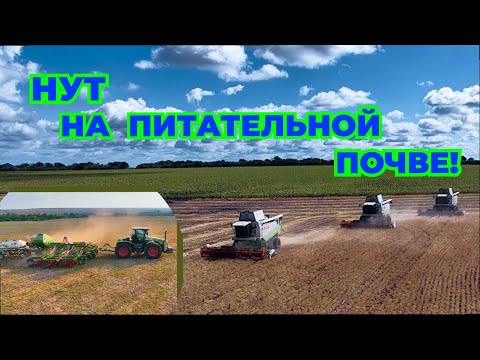 Видео: Богатый урожай крупного нута!