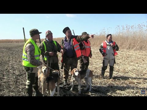 Видео: ГОНЧИЕ давят ЗВЕРЯ! ВОЛЧАТНИКИ в деле.