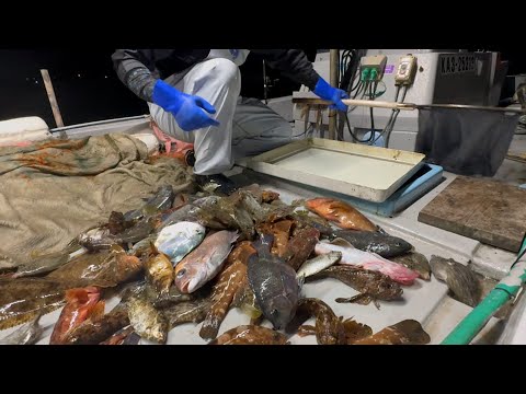Видео: Я поставил сеть, чтобы поймать рыбу с жирной печенью. Морская фуа-гра!