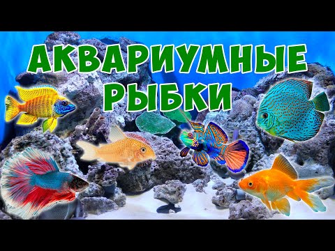 Видео: Аквариумные рыбки для детей - развивающий мультик | Карточки Домана | Монтессори