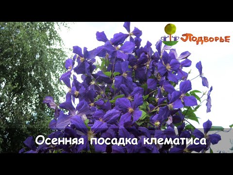 Видео: Посадка клематиса осенью