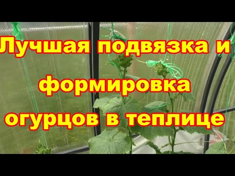 Видео: Лучший способ формировки огурцов в теплице и новая супер подвязка