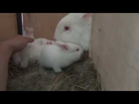 Видео: Разведение кроликов!! Просто послушай это и действуй!! Мечты сбываются!! Все не так сложно!!