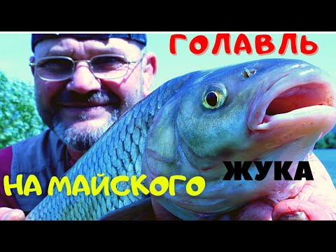Видео: ОСОБЕННОСТИ РЫБАЛКИ НА МАЙСКОГО ЖУКА