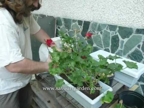 Видео: Мушкато на балкона