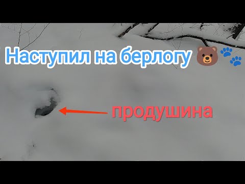 Видео: Шок!!!😱Проверял ловушку и нашел жилую берлогу. На волоске от...