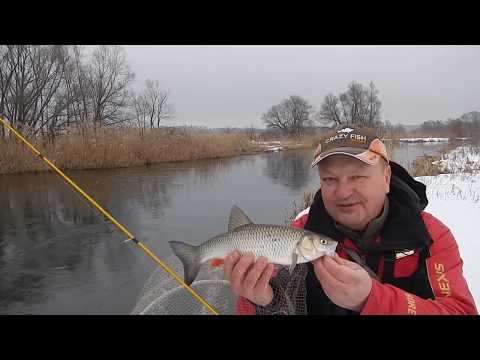 Видео: Как поймать голавля  в холодной воде? Ловим лобастого на МДЖ зимой