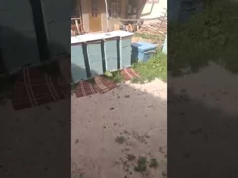Видео: Бал аары кучтондуруунун Бир жолу 4 мая 2020 г.