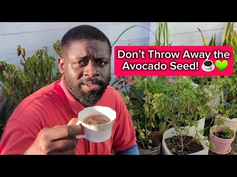Видео: Прежде чем выбросить косточку авокадо, ПОСМОТРИТЕ! | 🥑 Эффективный ямайский чай от воспалений