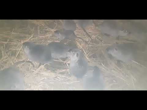 Видео: Самки нутрям нельзя покрывать с чужими самцами 