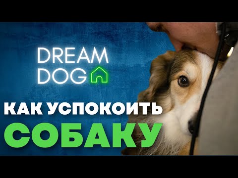 Видео: Успокоить собаку 🐶 Как научить щенка отдыхать и не суетиться