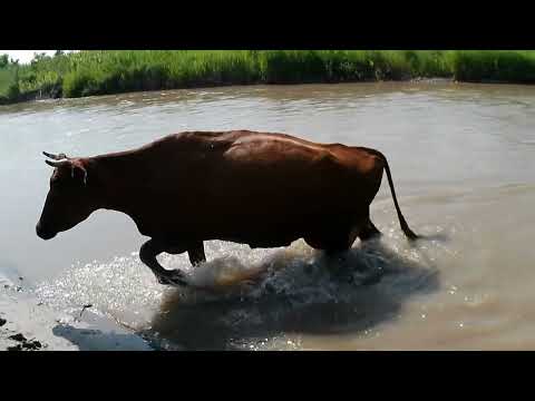 Видео: 14 июня 2025 г.