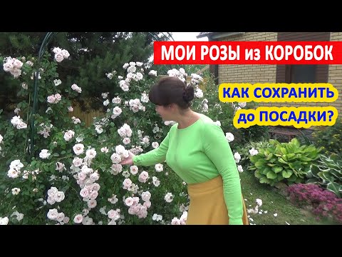 Видео: Как сохранить РОЗУ из КОРОБКИ до посадки? Качество САДОВЫХ РОЗ в КОРОБКАХ. Покупать или НЕТ?