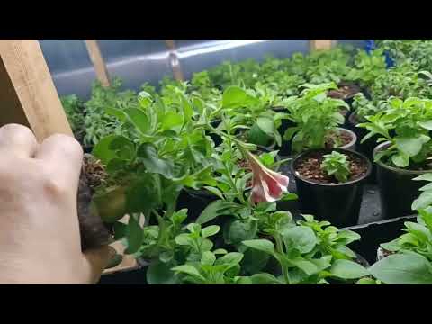Видео: Чем обработать грунт?Черенкование, пересадка петуньи.
