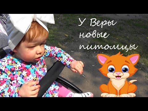 Видео: Реборн Вера и её новые питомцы/бурманские котята