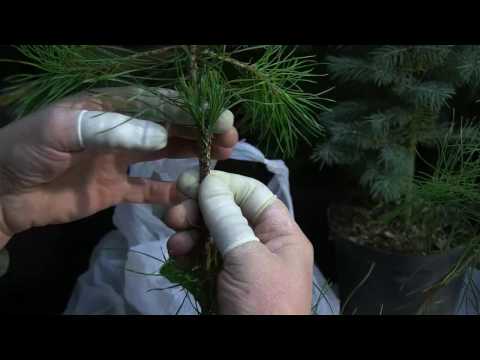 Видео: Прививка сосны. Сосна горная Мопс