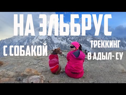 Видео: На Эльбрус с питбулем