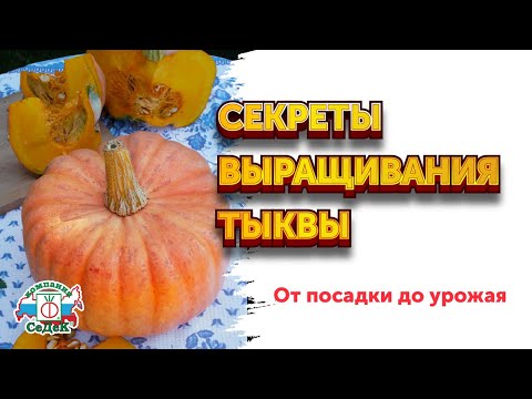 Видео: КАК ВЫРАСТИТЬ ТЫКВУ и собрать хороший урожай / Сорт тыквы Розовая фея