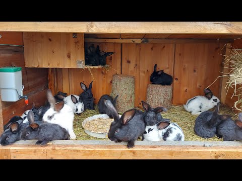 Видео: ОСМОТР КРОЛЬЧАТ🐰 НА 11 ДЕНЬ ПОСЛЕ ОКРОЛА 🐇ГЕРМАНИЯ