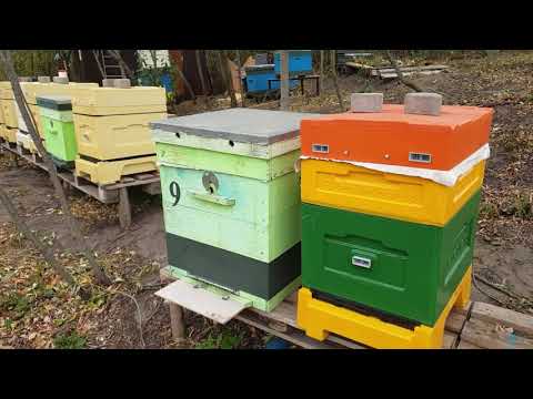 Видео: 2 октября 2020 г. ПОЧЕМУ Я ДЕЛАЮ АВГУСТОВСКИЕ ОТВОДКИ. Матка вышла в сентябре, сеет как летом!