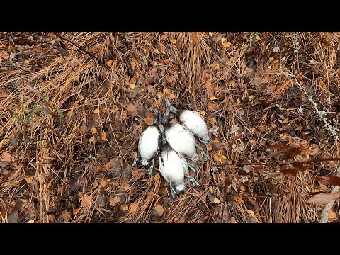 Видео: Пошел на боровую, а настрелял уток. Захоронение в лесу.