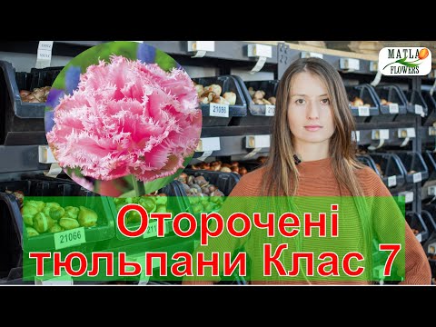 Видео: Тюльпани оторочені 7 Клас