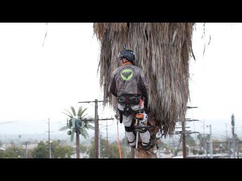 Видео: Предотвращение смертельных случаев при обрезке пальмовых деревьев