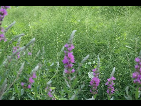 Видео: Сад - ХОРШТ от болезней и вредителей