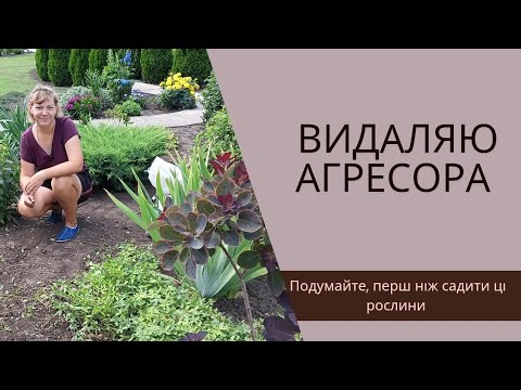 Видео: Видаляю агресора + Популярні ДЕРЕВА, Коріння яких здатні пошкодити фундамент, доріжки...