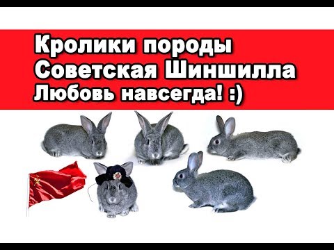 Видео: Кролики породы Советская Шиншилла. Любовь навсегда :)