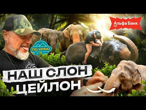 Видео: Шри-Ланка. В гости к слонам
