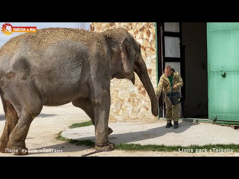 Видео: Слоны ПОСЛУШАЛИСЬ ЧЕЛОВЕКА, которого видят В ПЕРВЫЙ РАЗ! Тайган. Elephants life in Taigan.