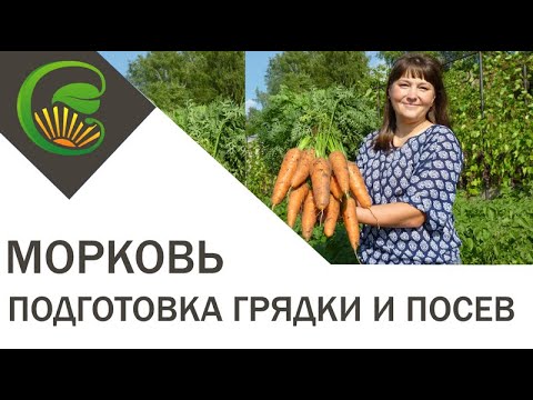 Видео: Морковь  Подготовка грядки и посев