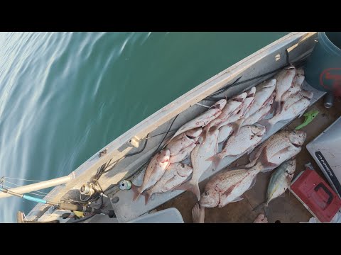 Видео: Ловля люциана в канале Папакура – ​​гавань Манукау на острове Фиран 440 – ПОЙМАЙ И ПРИГОТОВЬ