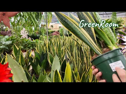 Видео: Большой садовый центр “Godoy”: зелёное царство растений на севере Гран-Канарии.