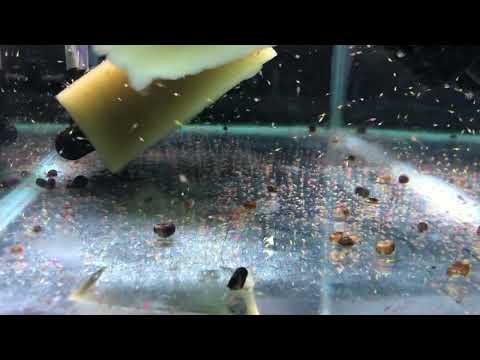 Видео: Закинул на нерест бриллиантовую тетру, Аманду, Керри и красного фантома