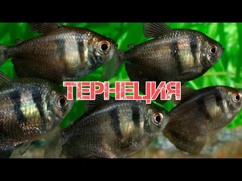 Видео: ТЕРНЕЦИЯ. СОДЕРЖАНИЕ И РАЗВЕДЕНИЕ В АКВАРИУМЕ