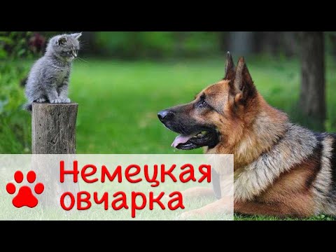 Видео: Немецкая овчарка - дрессировка, уход | Все о породе