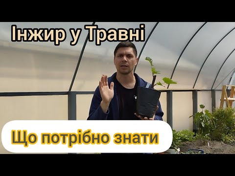 Видео: Інжир у Травні, адекватне формування Інжиру для гарного результату.