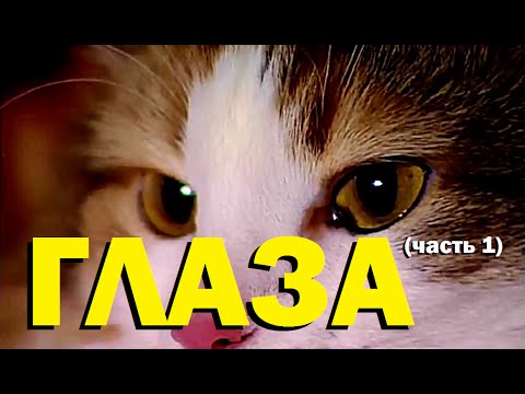 Видео: Галилео. Глаза (часть 1)