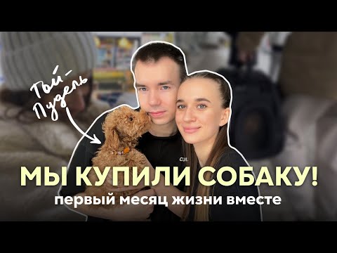 Видео: МЫ ЗАВЕЛИ ЩЕНКА♥ Той пудель! Посмотрите это видео, прежде чем заводить эту породу