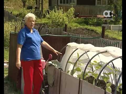 Видео: Голова садовая. Как выращивать баклажаны и перцы в парнике