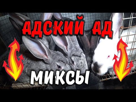 Видео: Кролики миксы / Провал эксперимента /Адский ад!