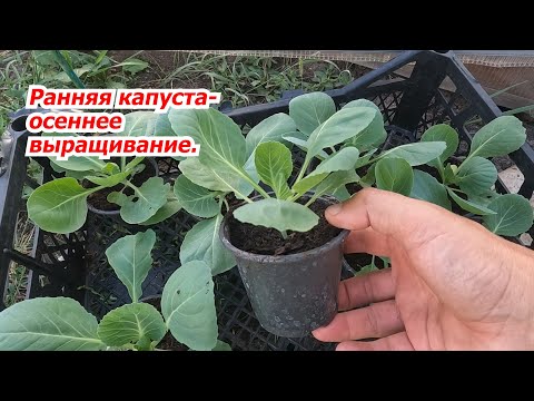 Видео: Выращивание ранней капусты осенью- это просто и выгодно! Высаживаем рассаду.