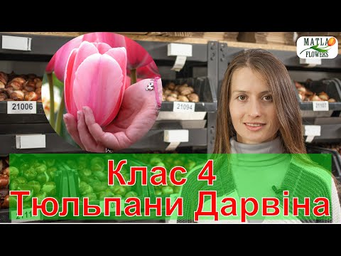 Видео: Тюльпани Дарвіна Клас 4