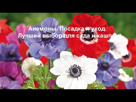 Видео: Анемоны. Секреты посадки и ухода. Лучший выбор для сада и кашпо.