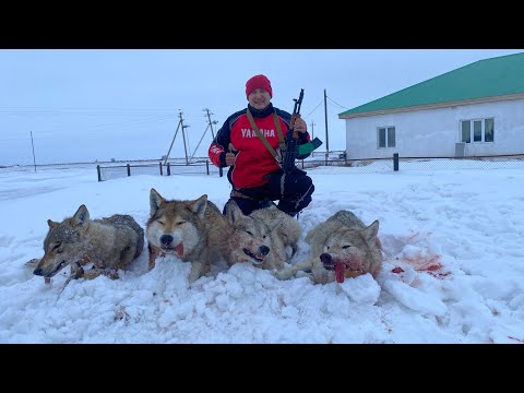 Видео: Охота на Волков 2022