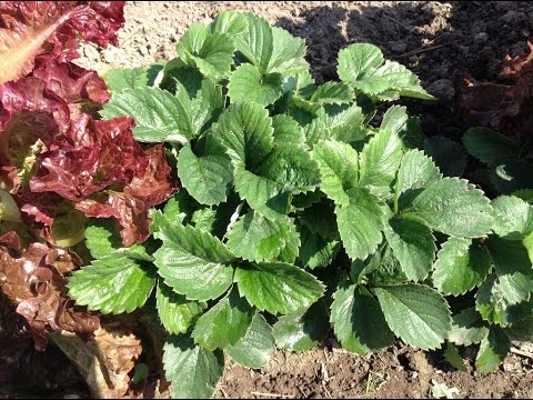 Видео: 89.Клубника.Пятнистость клубники. Уход после сбора урожая. Часть 2