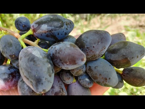 Видео: Как сформировать куст если привили всего одну почку