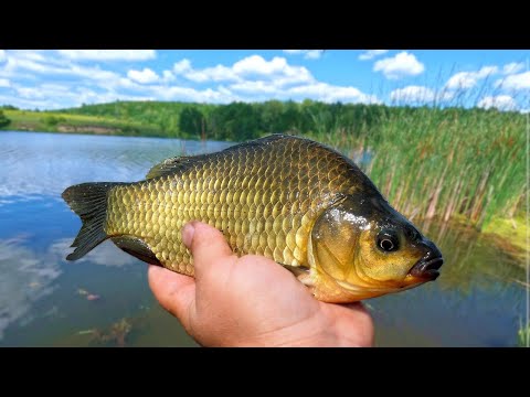 Видео: КАРАСЬ на Поплавок . На які Насадки Ловити КАРАСЯ у СПЕКУ !!! р. Горинь